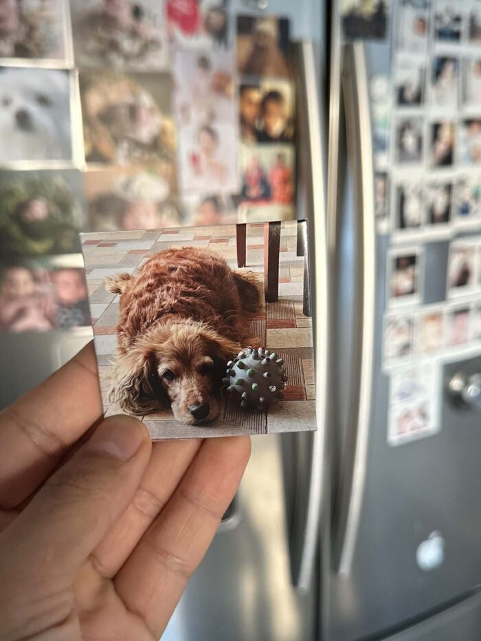 button magnet showcase blur